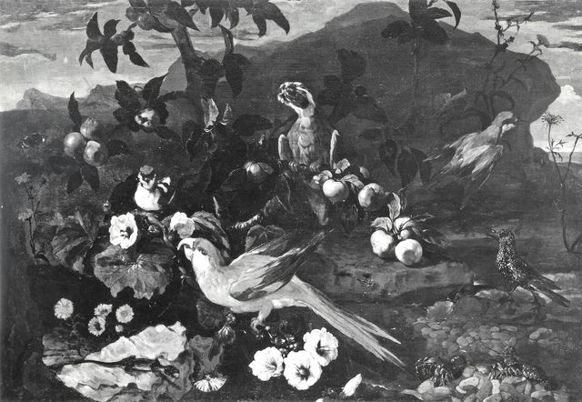 Fototeca del Polo museale della Campania — Napoli. Museo Capodimonte. Paolo Porpora. Natura morta con pappagallo, frutta e fiori — insieme